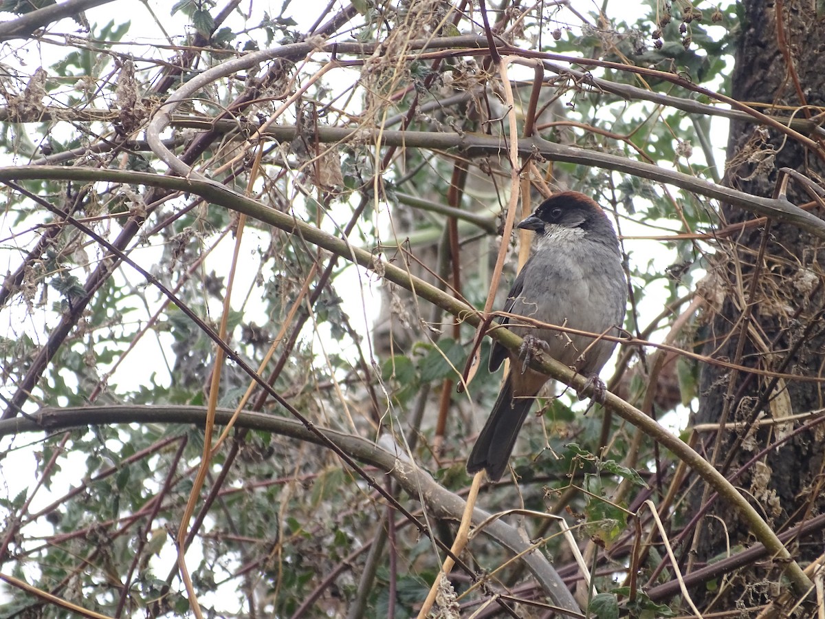 Bay-crowned Brushfinch - ML645658051