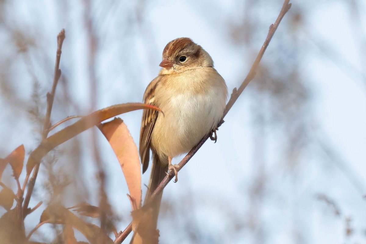 Field Sparrow - ML645658052