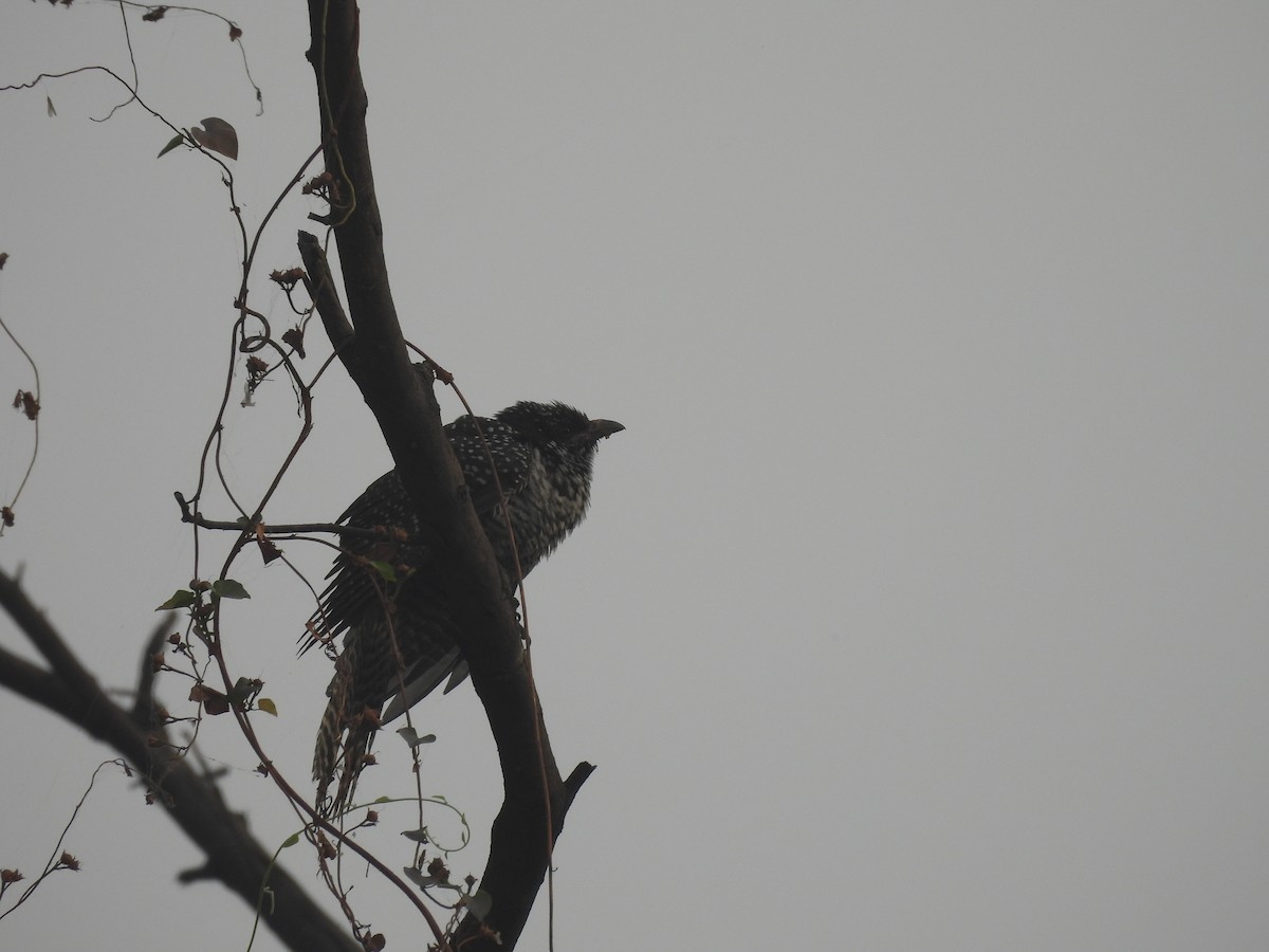 Asian Koel - ML645658059