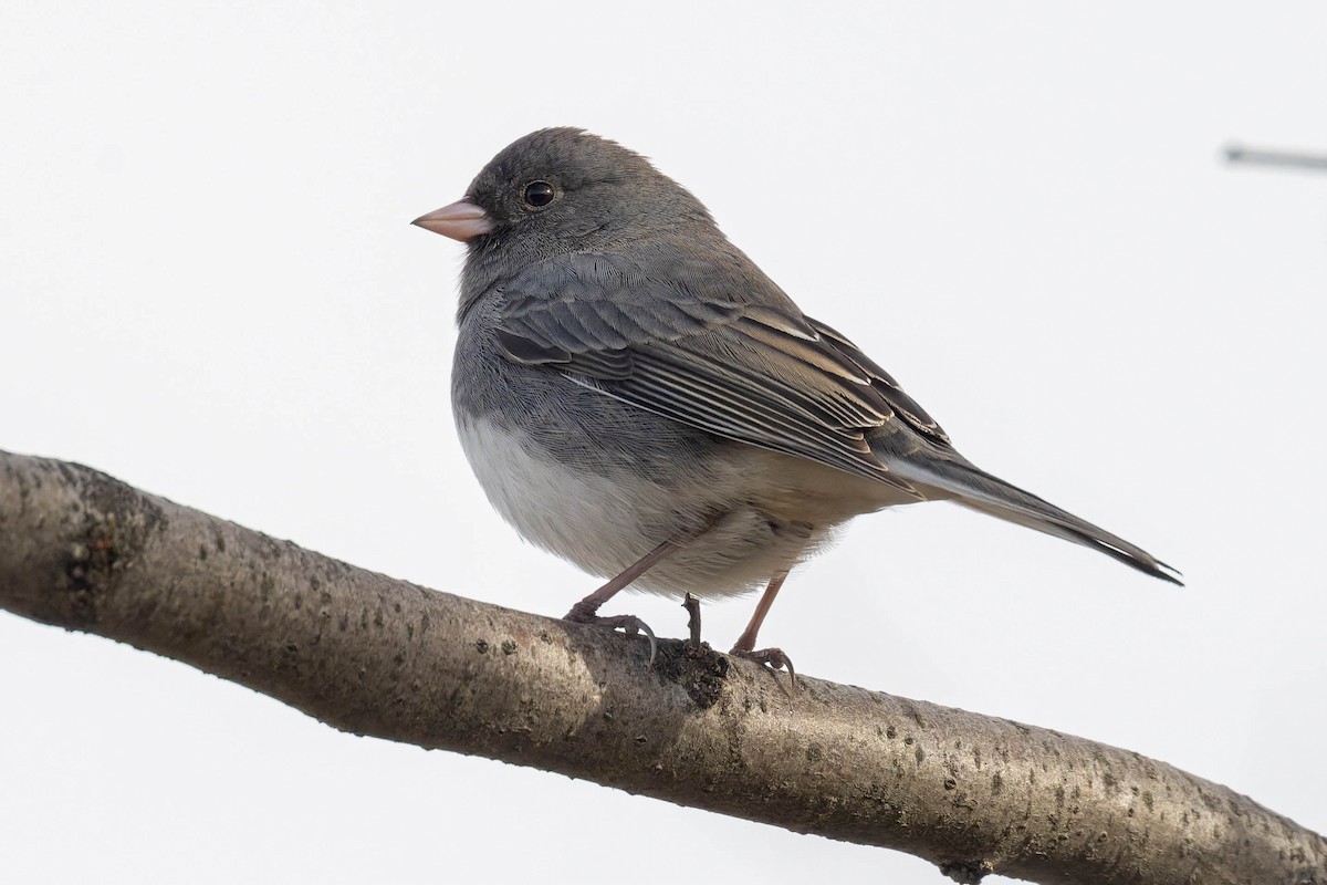 Dark-eyed Junco - ML645658060