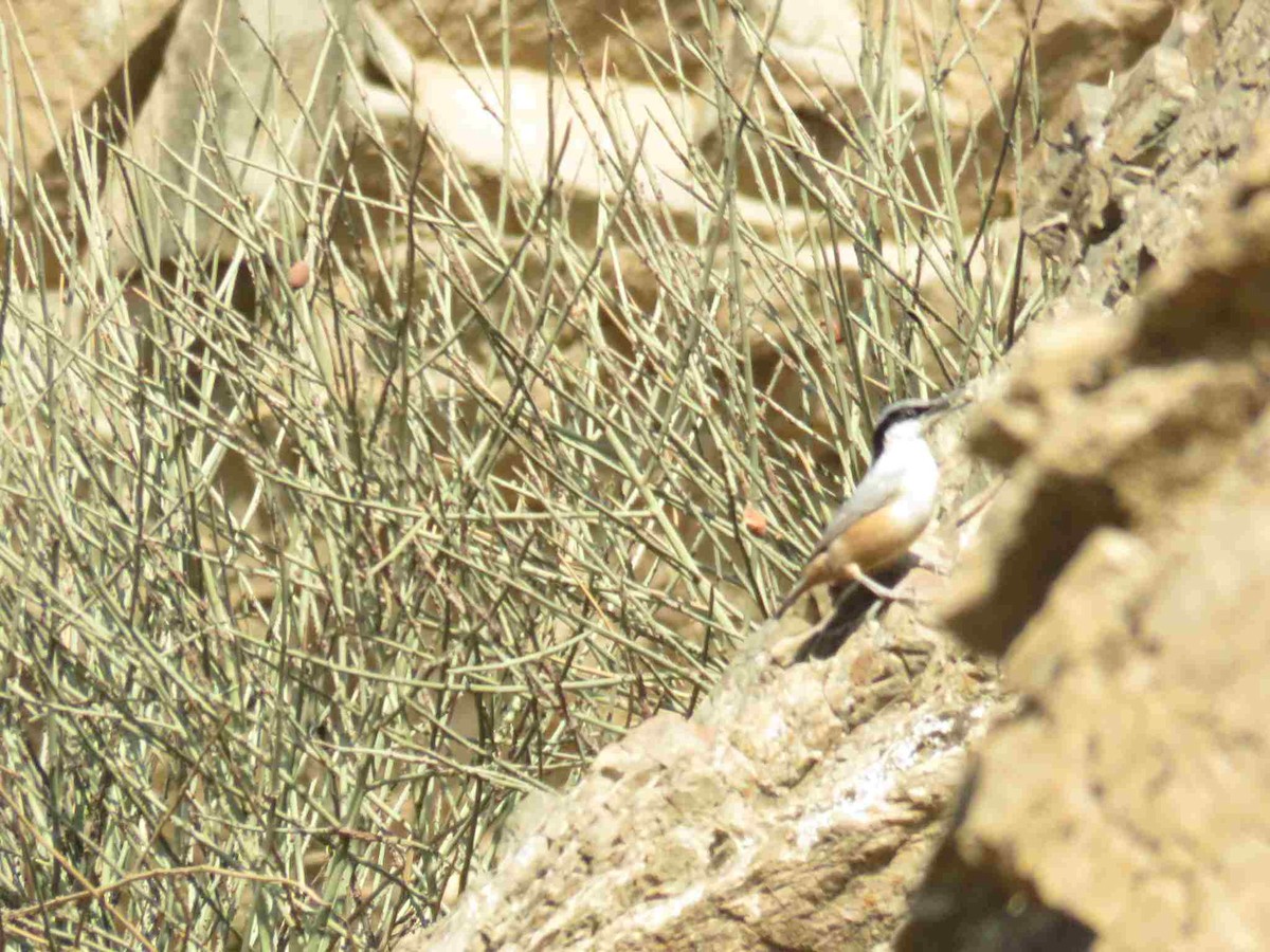 Eastern Rock Nuthatch - ML645658062