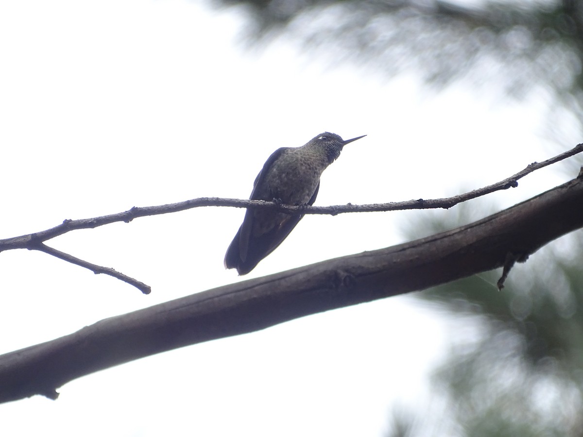 Tyrian Metaltail - ML645658063