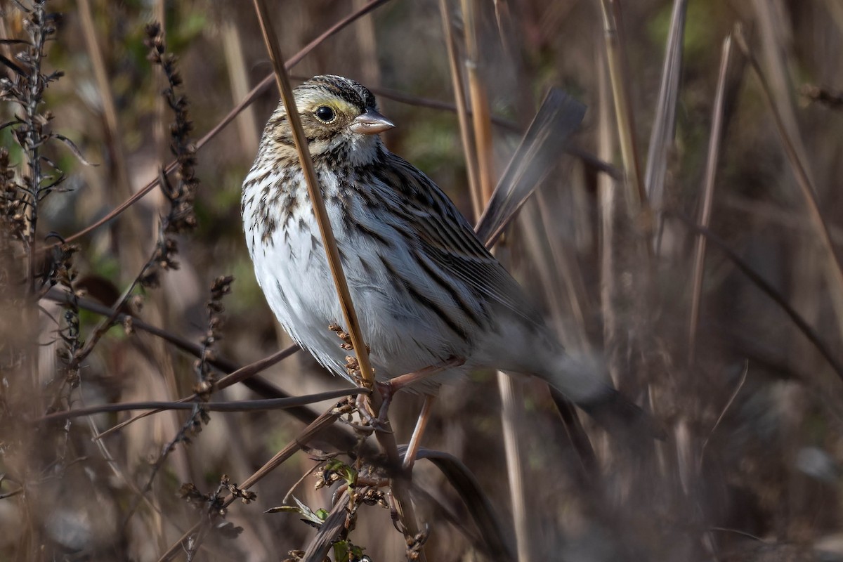 稀樹草鵐 - ML645658064