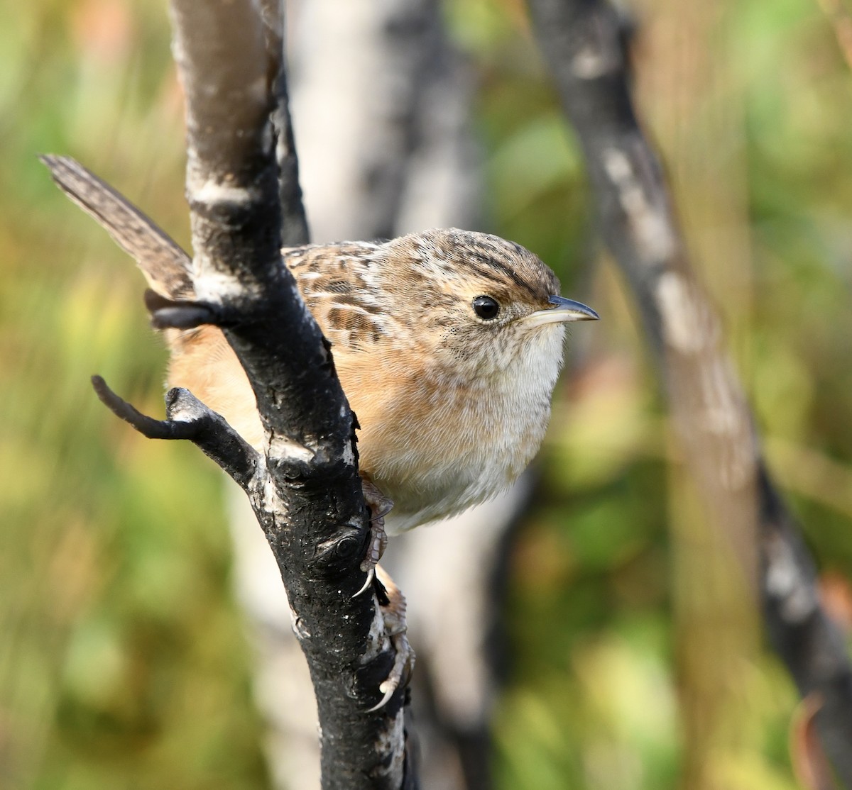 Sedge Wren - ML645658067