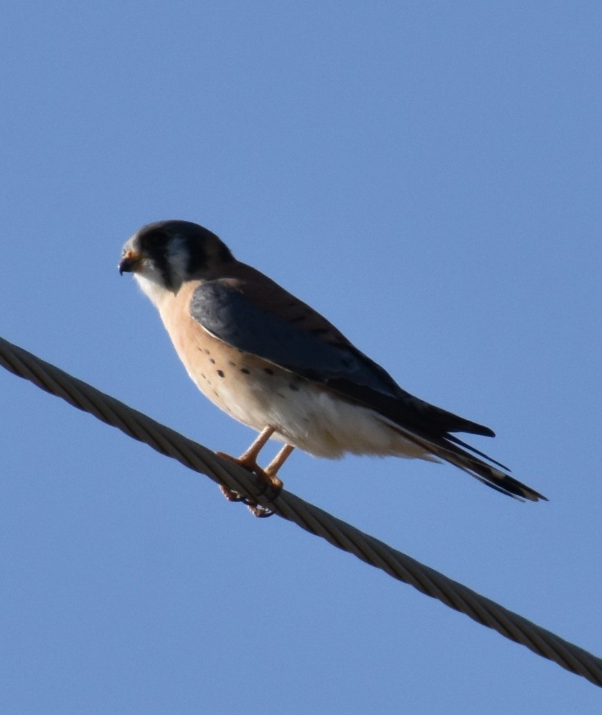 American Kestrel - ML645658070
