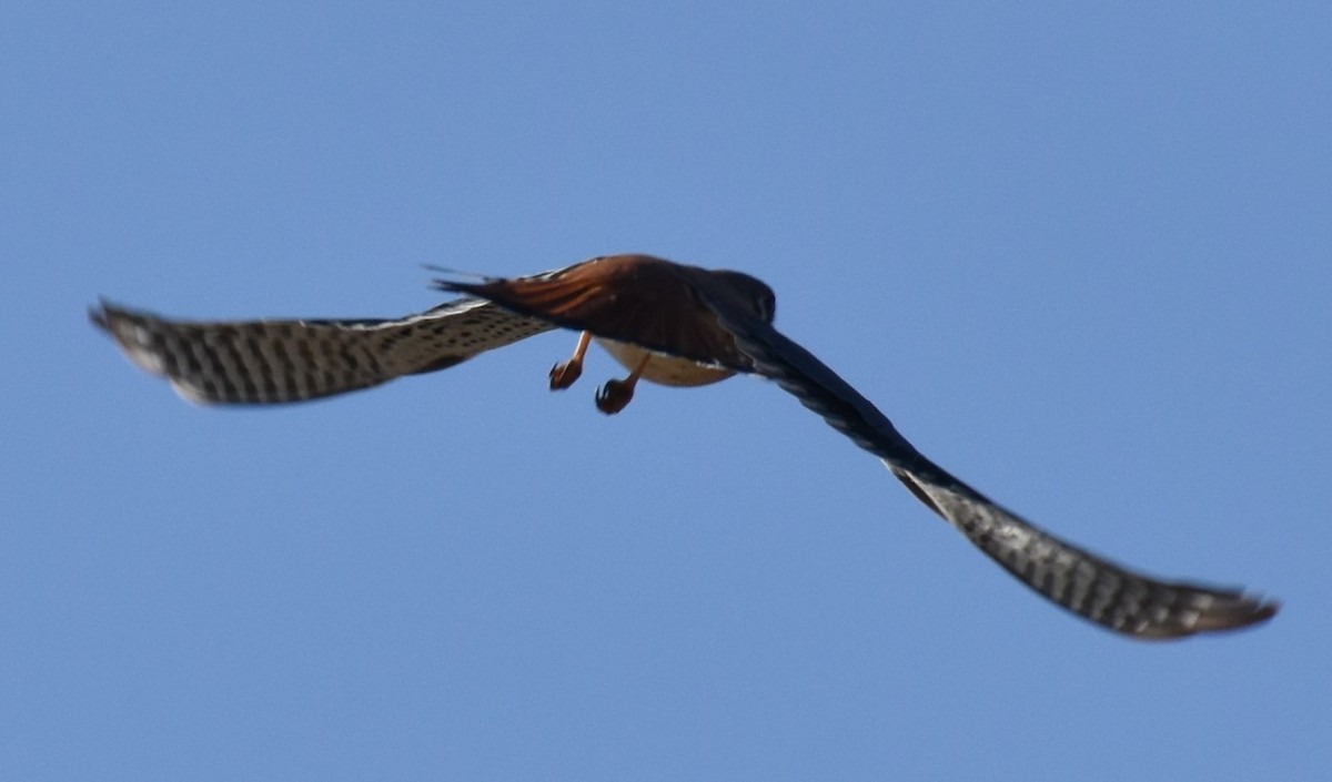 American Kestrel - ML645658071