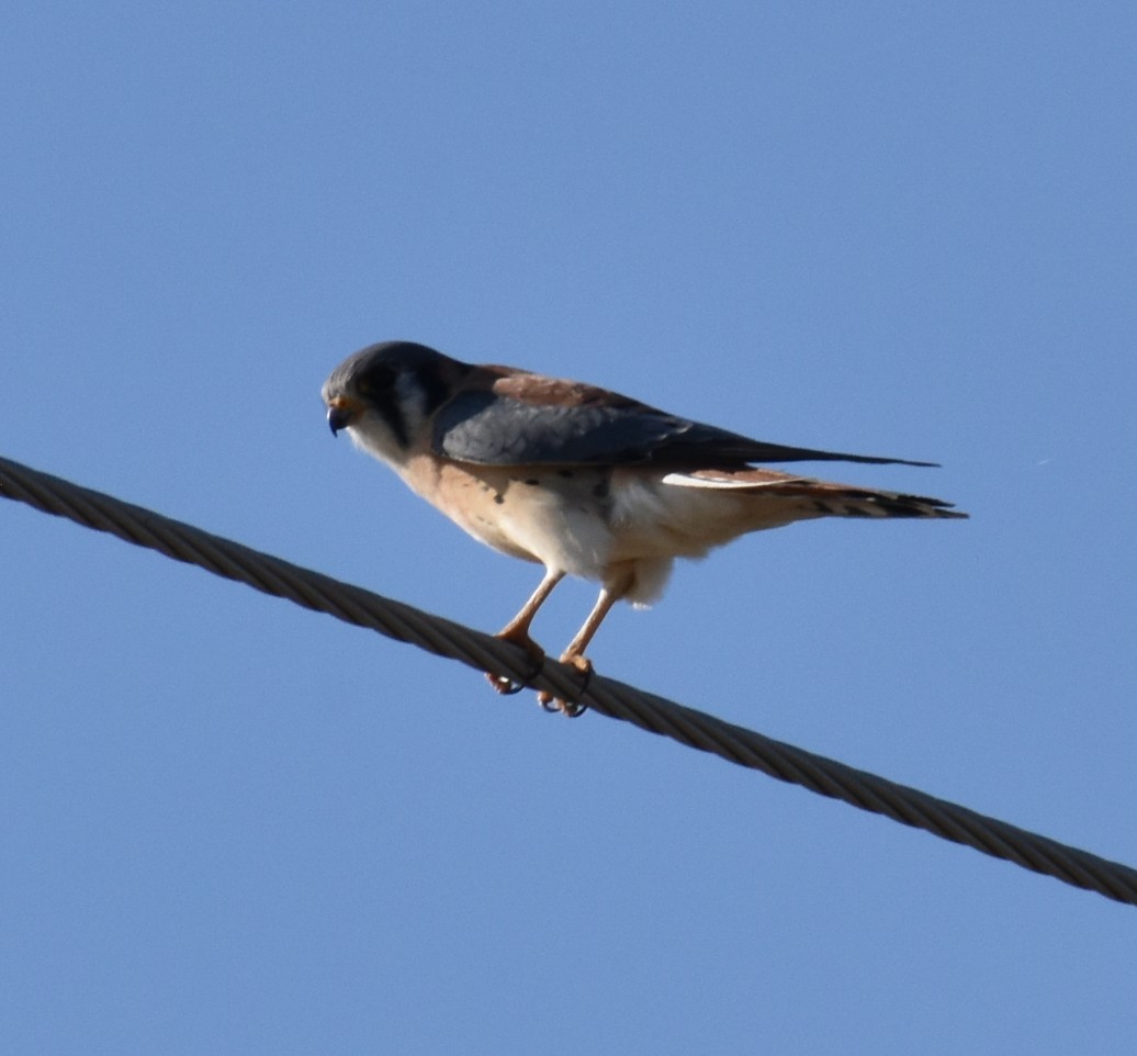 American Kestrel - ML645658072