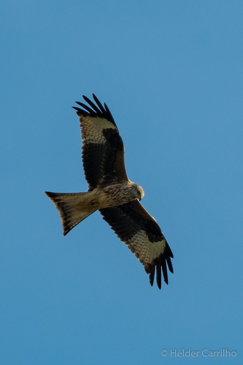 Red Kite (Red) - ML645658089