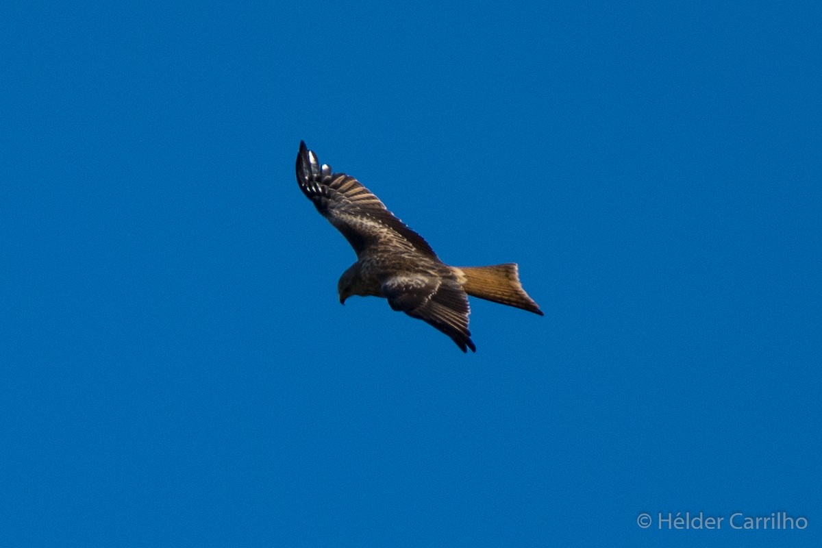 Red Kite (Red) - ML645658090