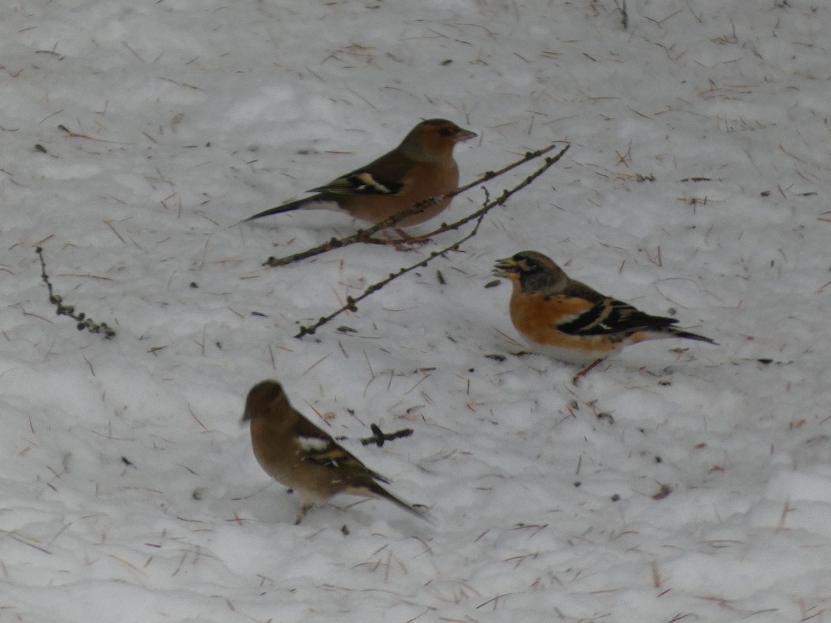 Brambling - ML645658093