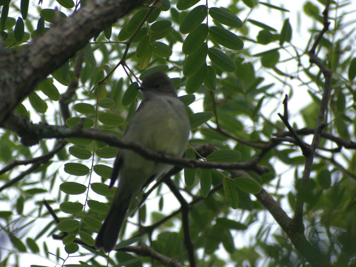 Large Elaenia - ML645658095