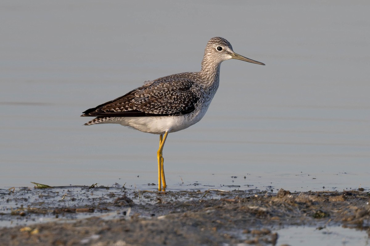 Greater Yellowlegs - ML645658109
