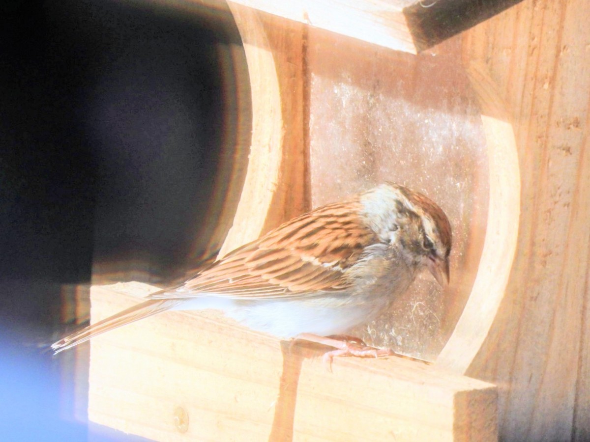 チャガシラヒメドリ - ML645658110