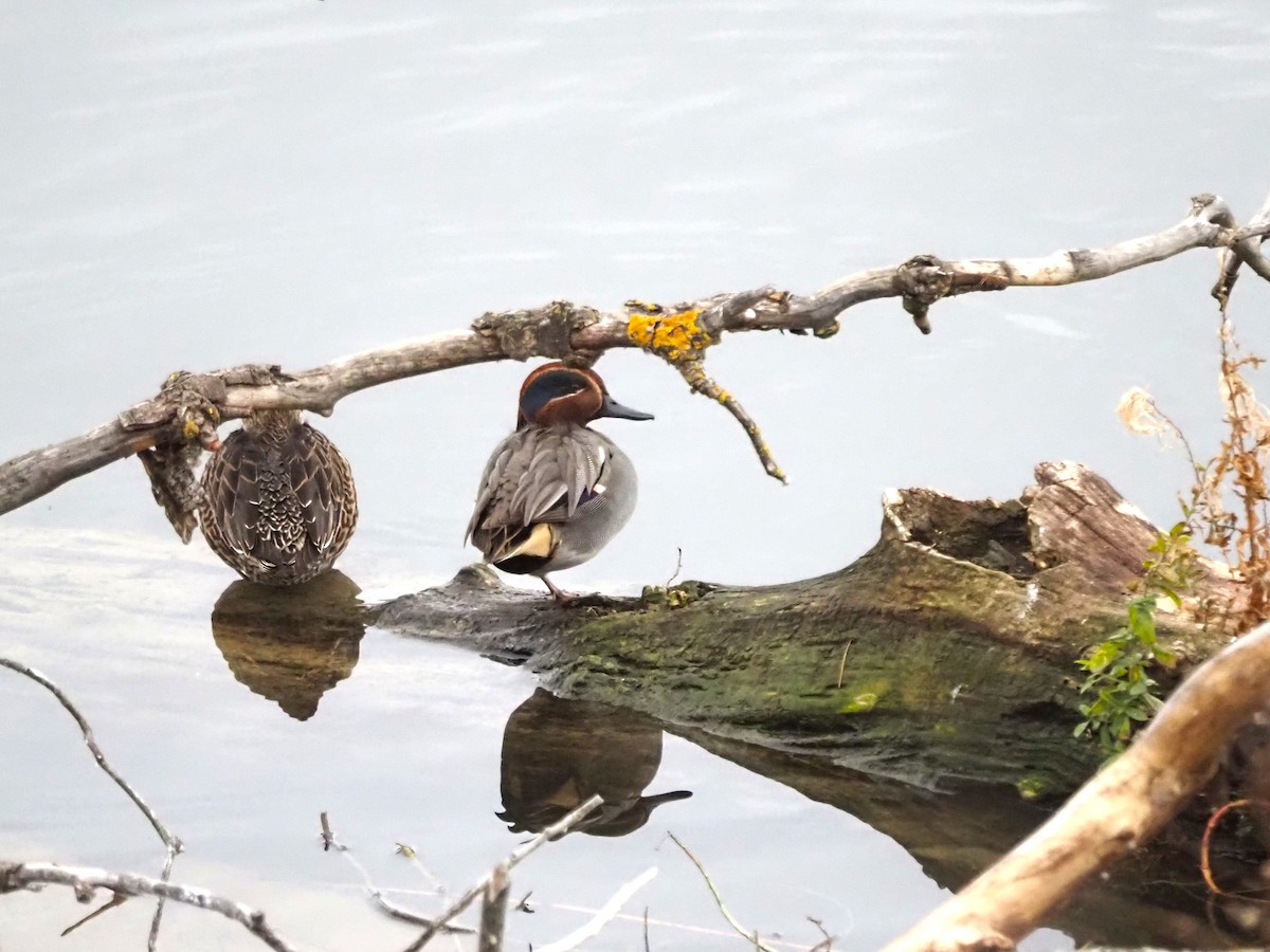 小水鴨 - ML645658114