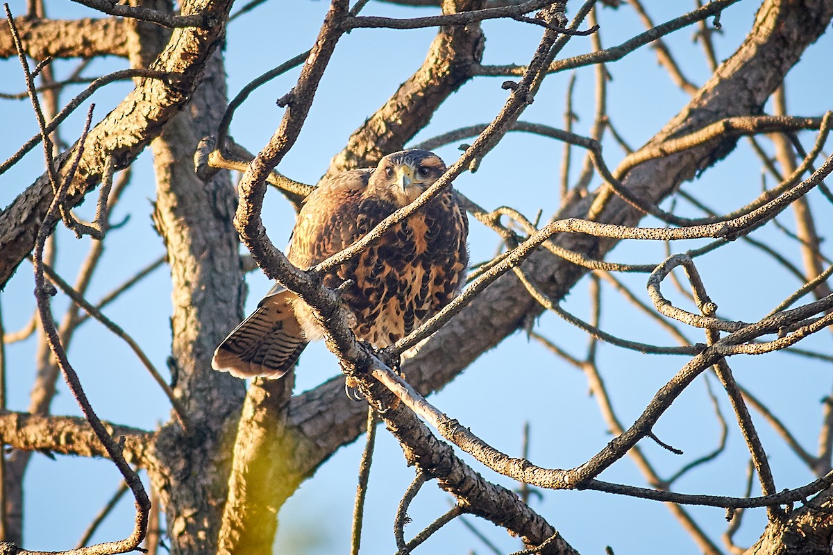 Harris's Hawk - ML645658115