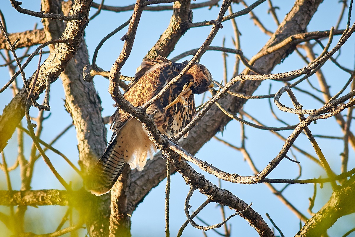 Harris's Hawk - ML645658116