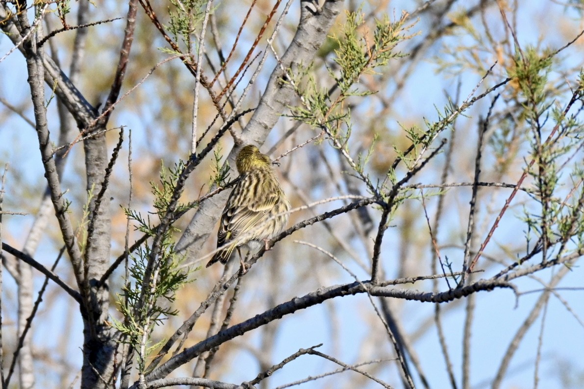 בזבוז אירופי - ML645658118