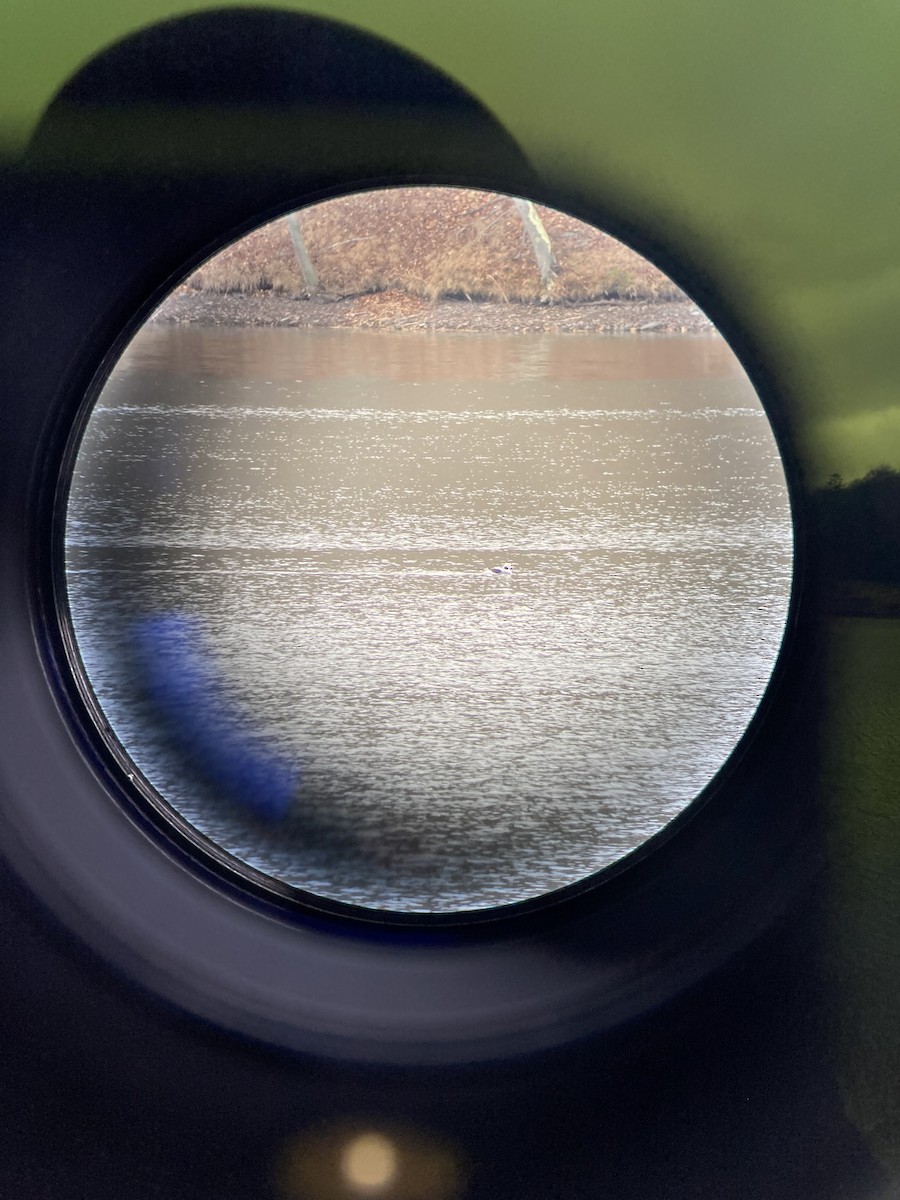 Long-tailed Duck - ML645658127