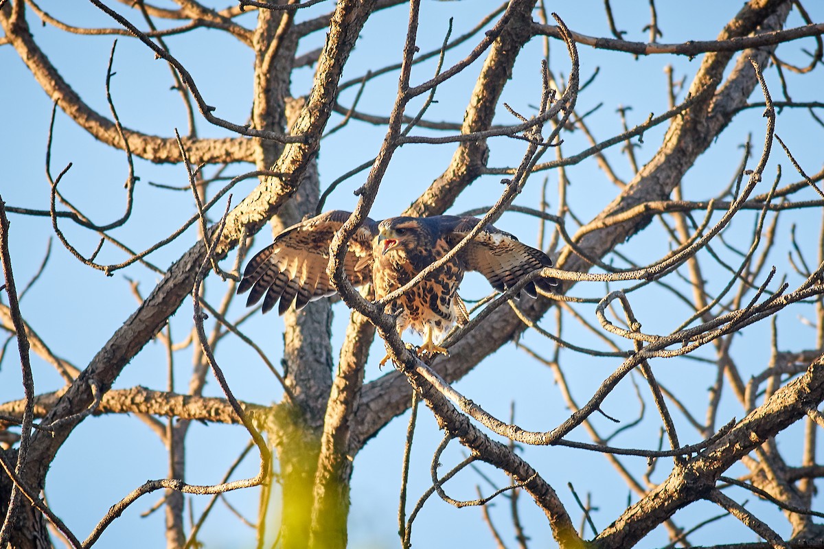 Harris's Hawk - ML645658128
