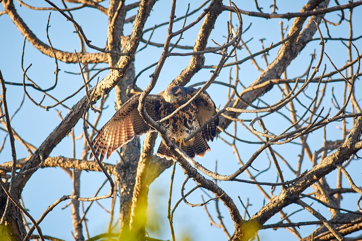 Harris's Hawk - ML645658129