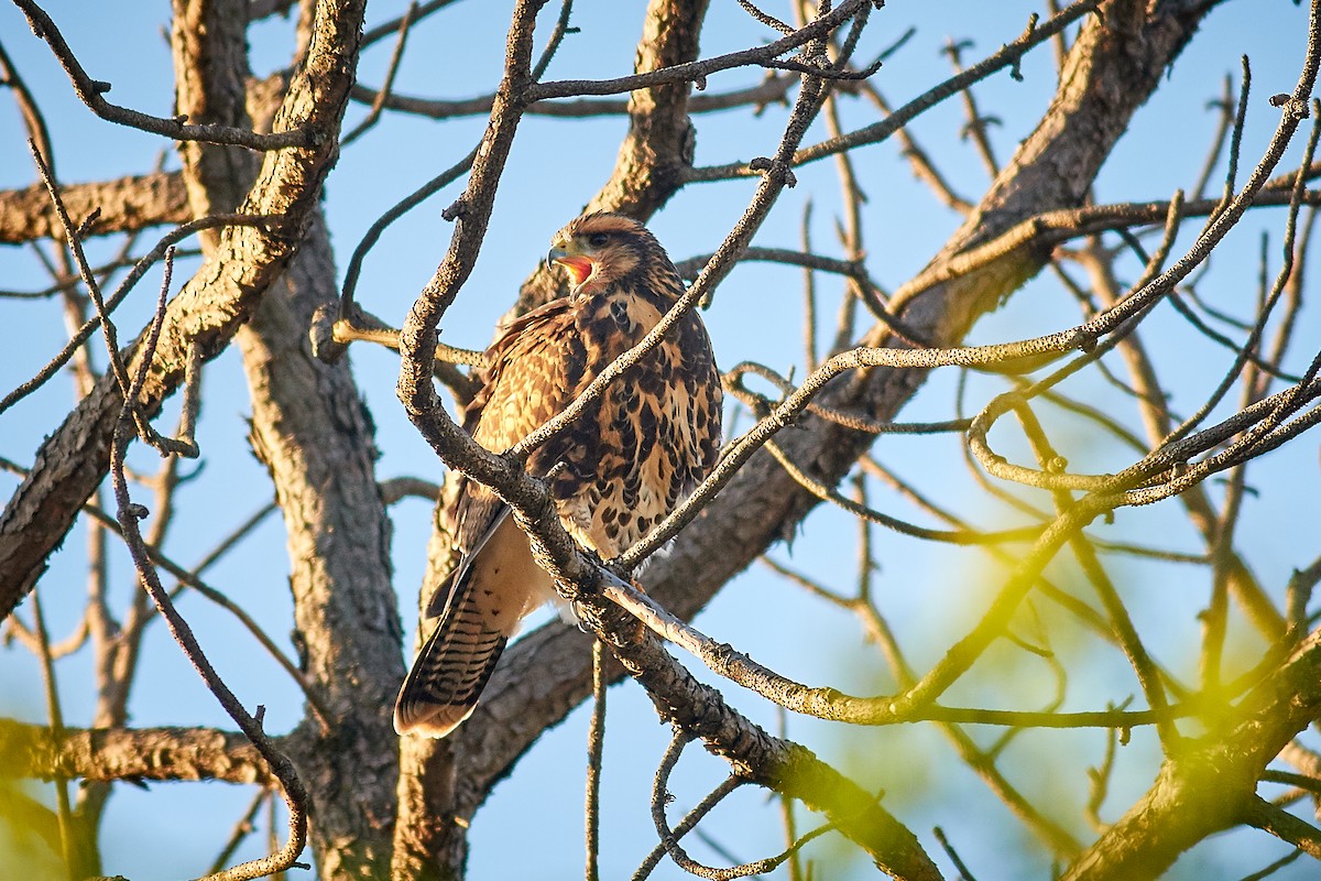 Harris's Hawk - ML645658130