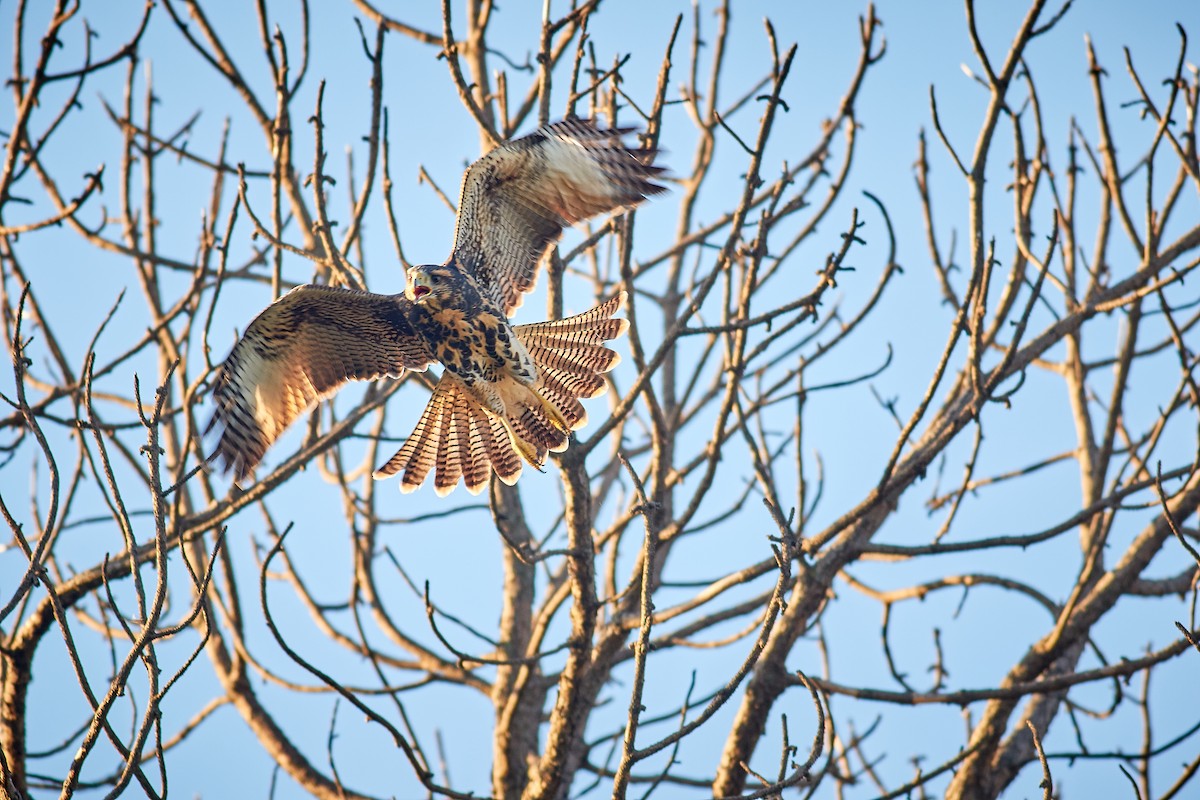 Harris's Hawk - ML645658131