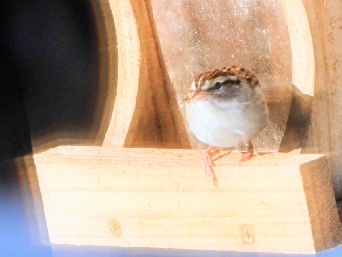 チャガシラヒメドリ - ML645658132