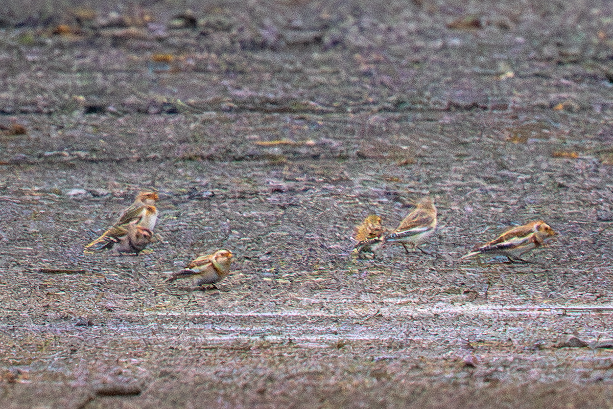 Snow Bunting - ML645658133