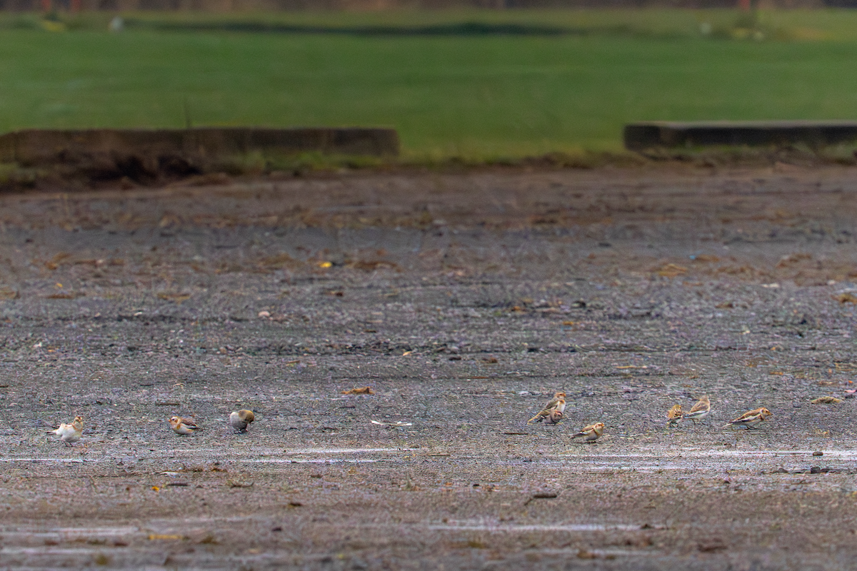 Snow Bunting - ML645658134