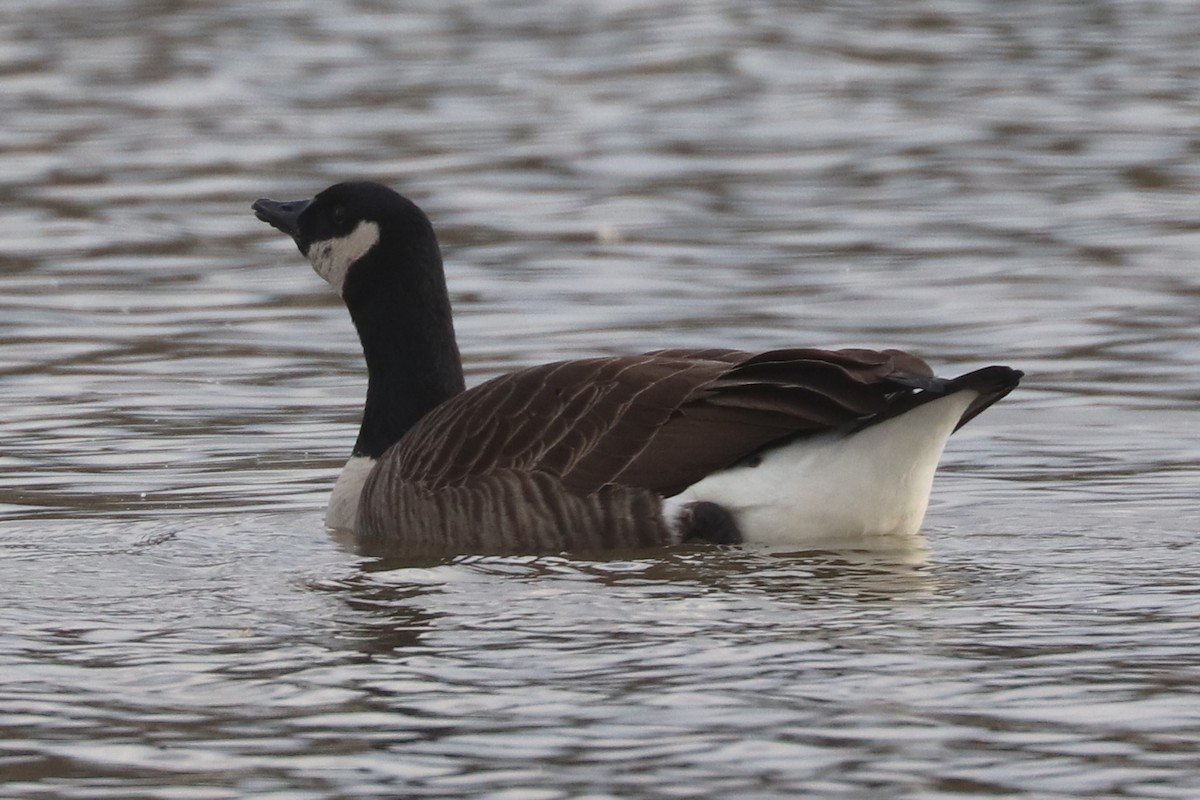 Cackling Goose - ML645658137