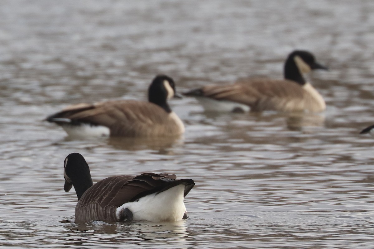 Cackling Goose - ML645658138