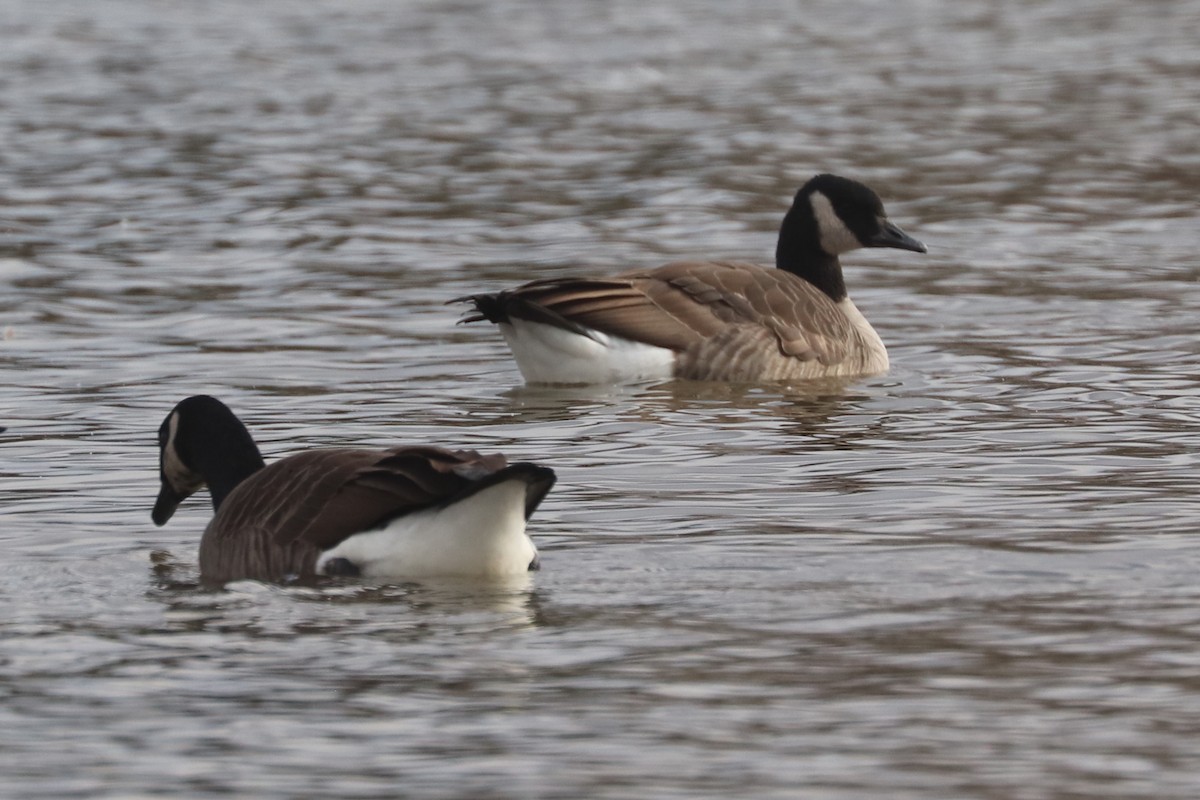 Cackling Goose - ML645658140