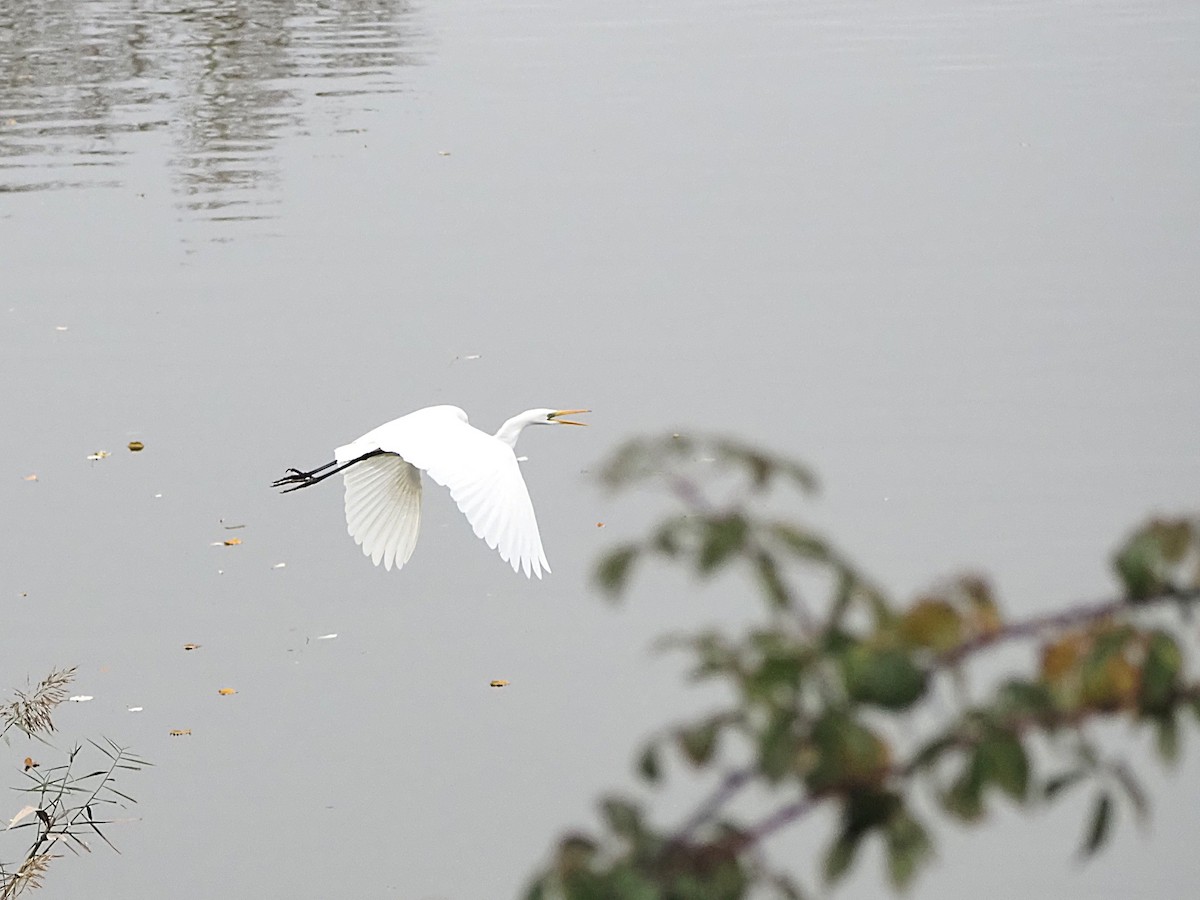 大白鷺 - ML645658154