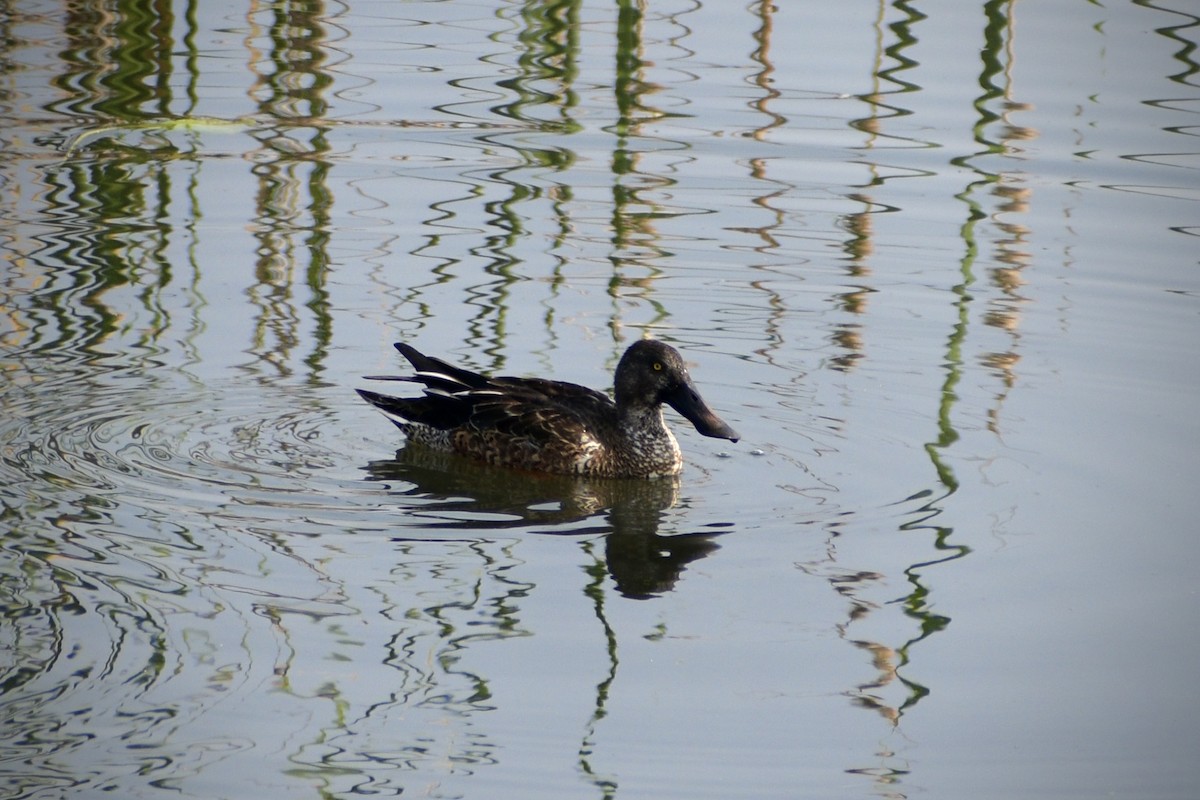 Kaşıkgaga - ML645658159