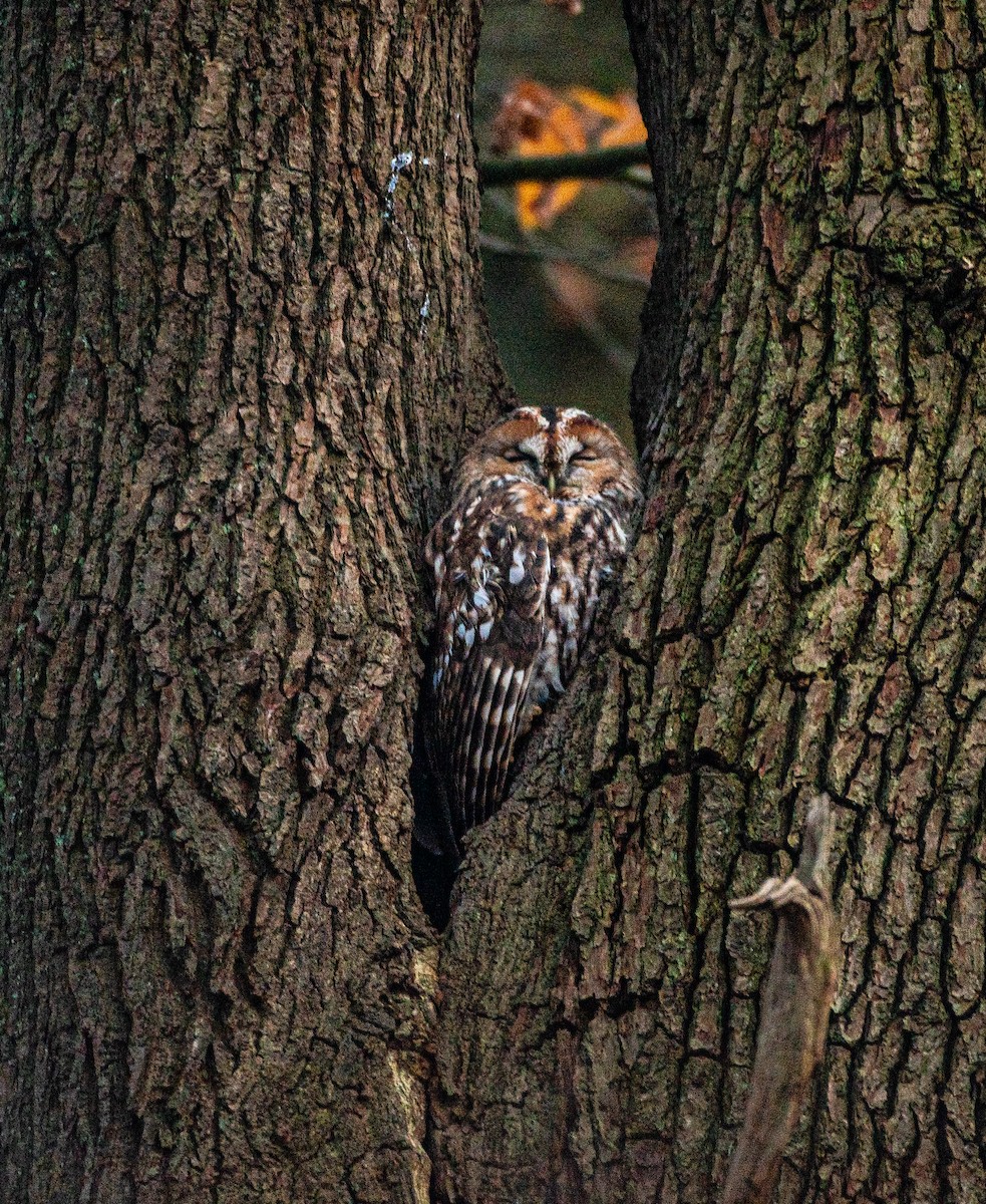 Tawny Owl - ML645658161