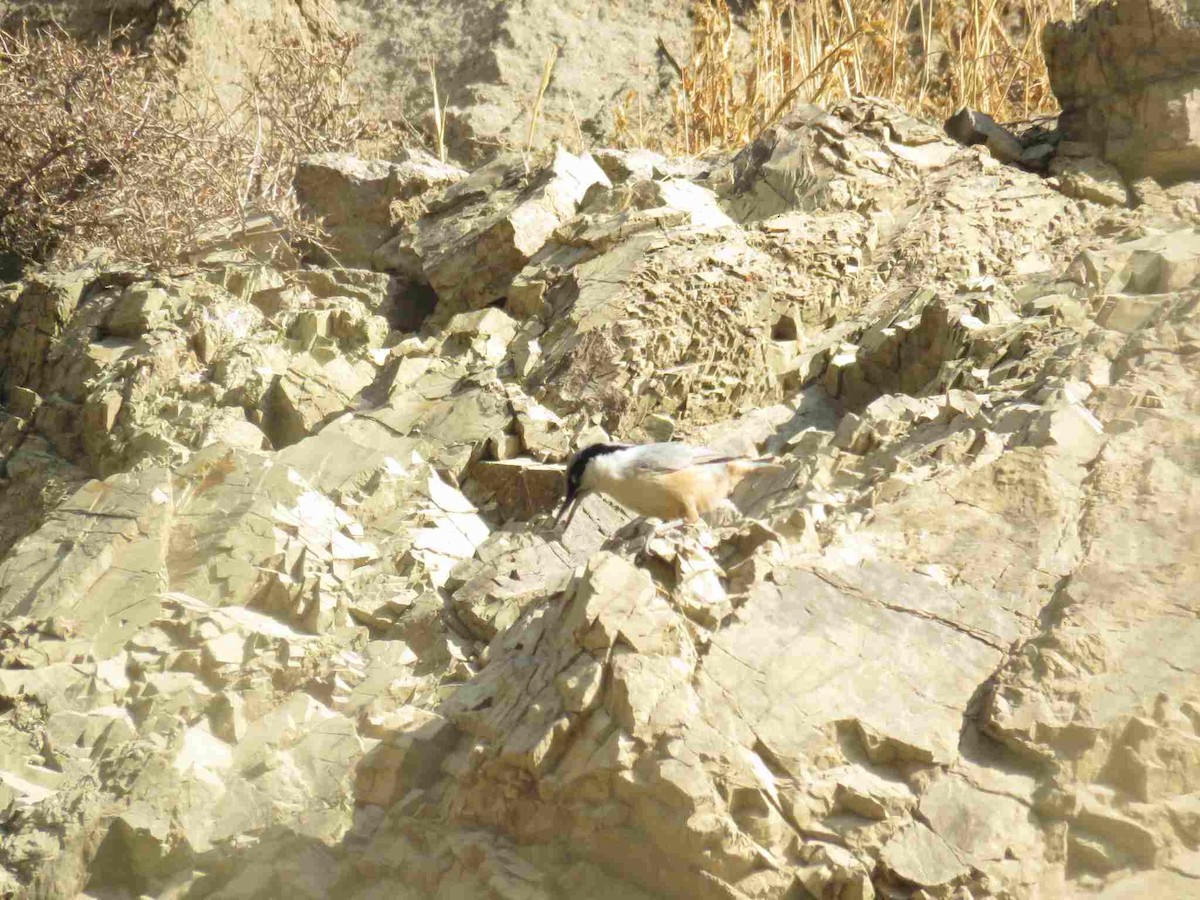 Eastern Rock Nuthatch - ML645658167