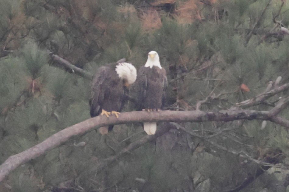 Bald Eagle - ML645658169