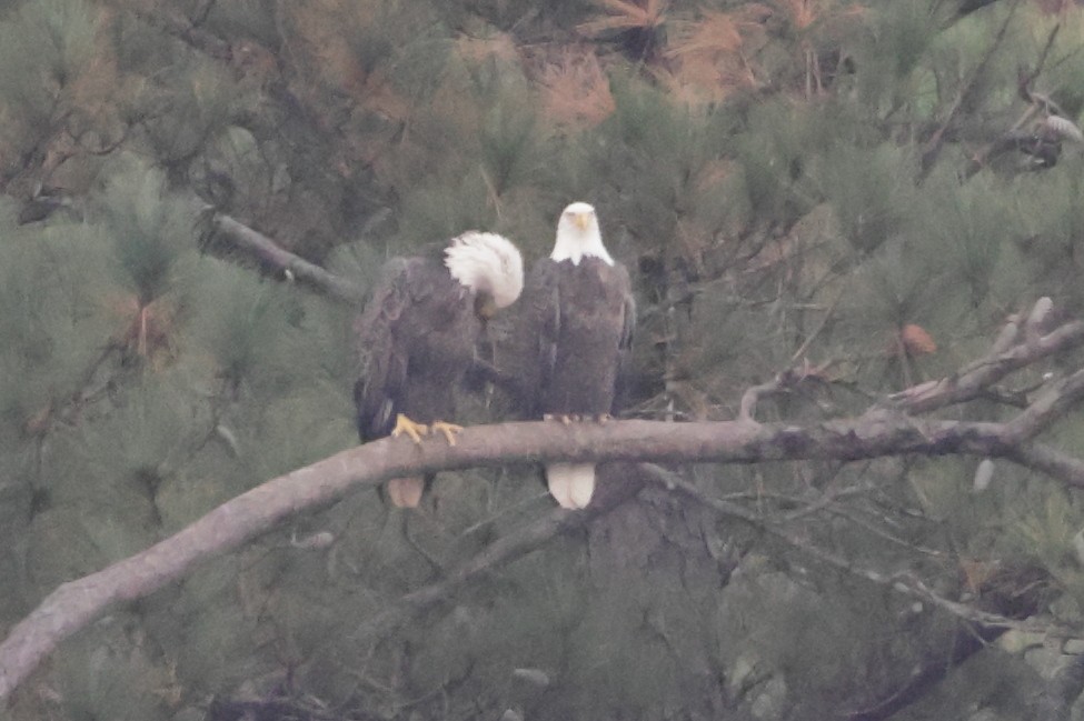 Bald Eagle - ML645658170