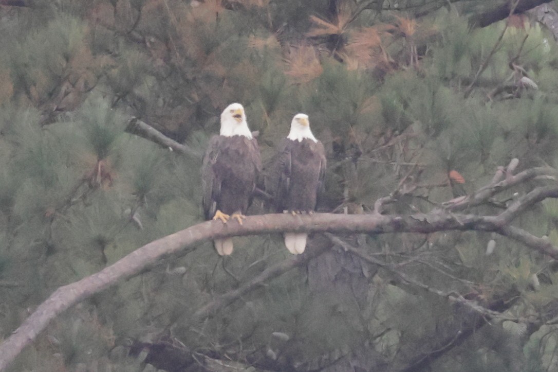 Bald Eagle - ML645658171