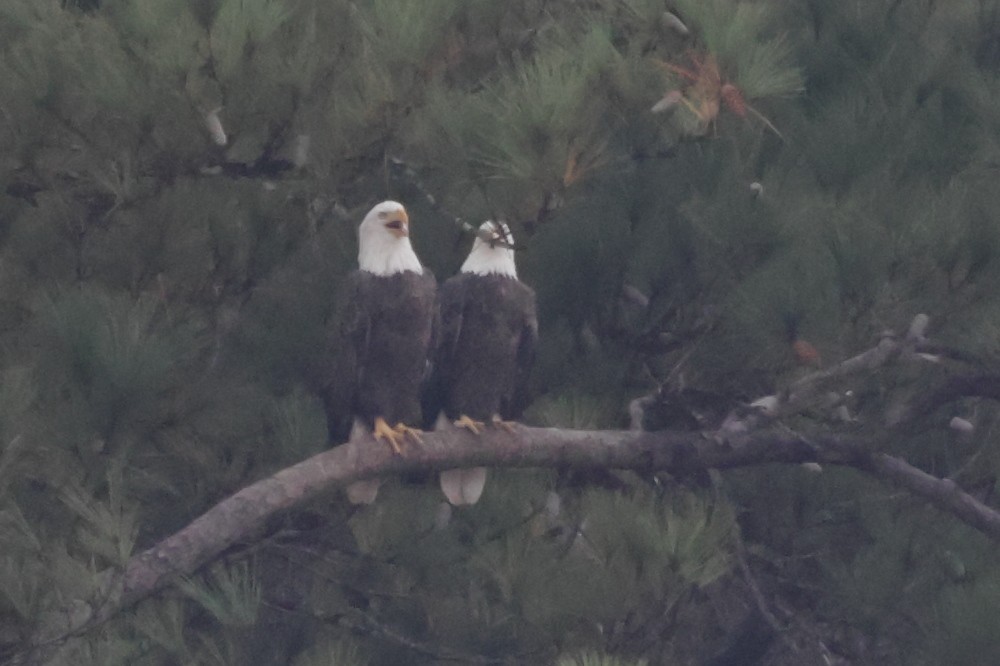 Bald Eagle - ML645658172