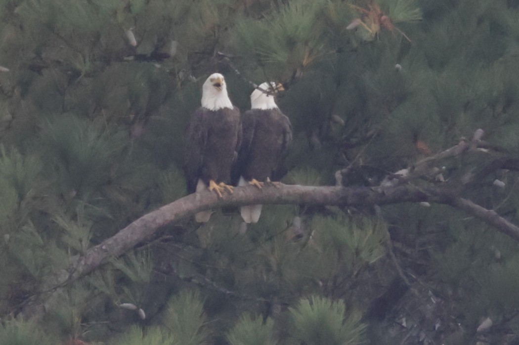 Bald Eagle - ML645658173