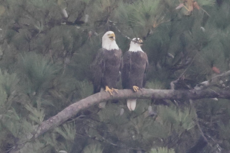 Bald Eagle - ML645658174