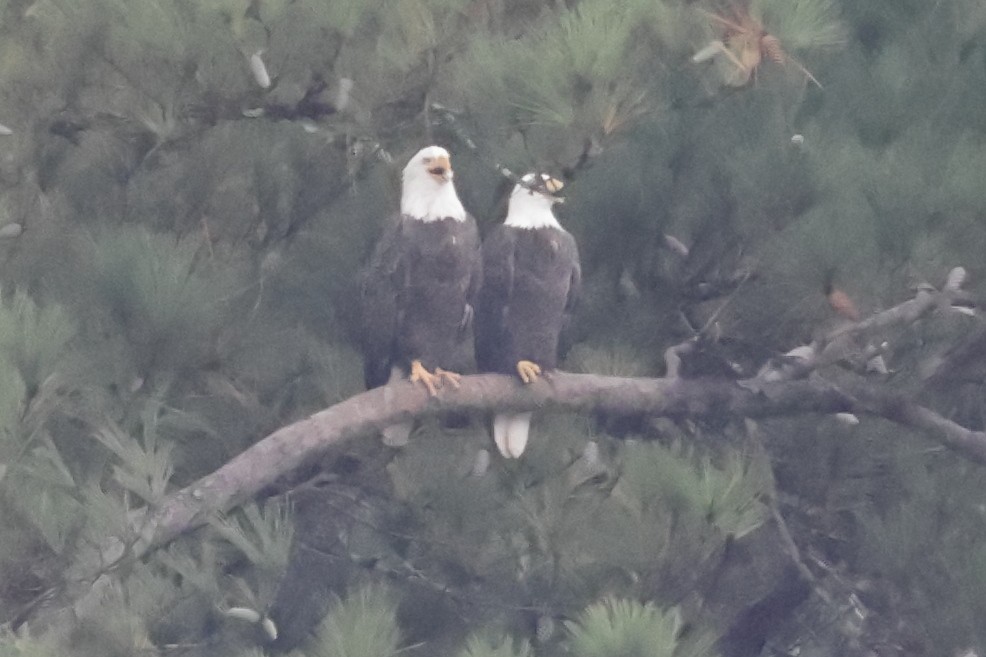 Bald Eagle - ML645658176
