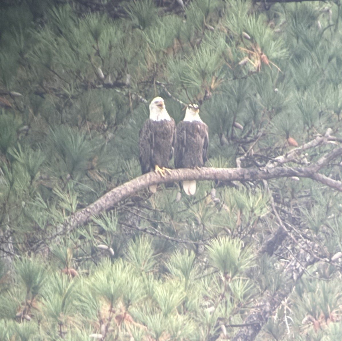 Bald Eagle - ML645658177