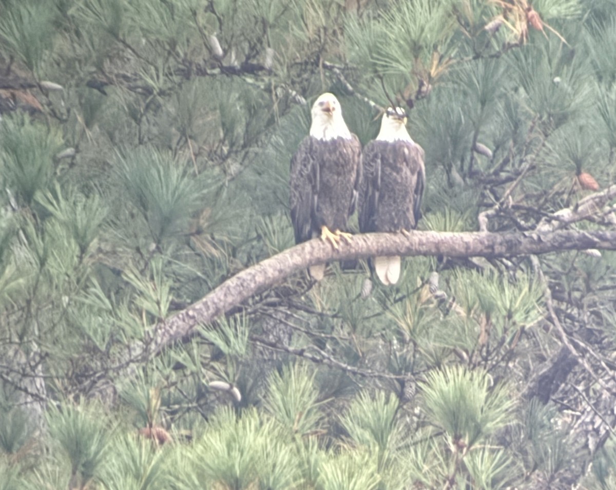 Bald Eagle - ML645658178