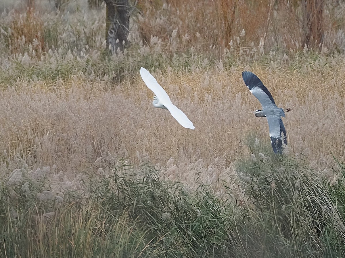 蒼鷺 - ML645658183