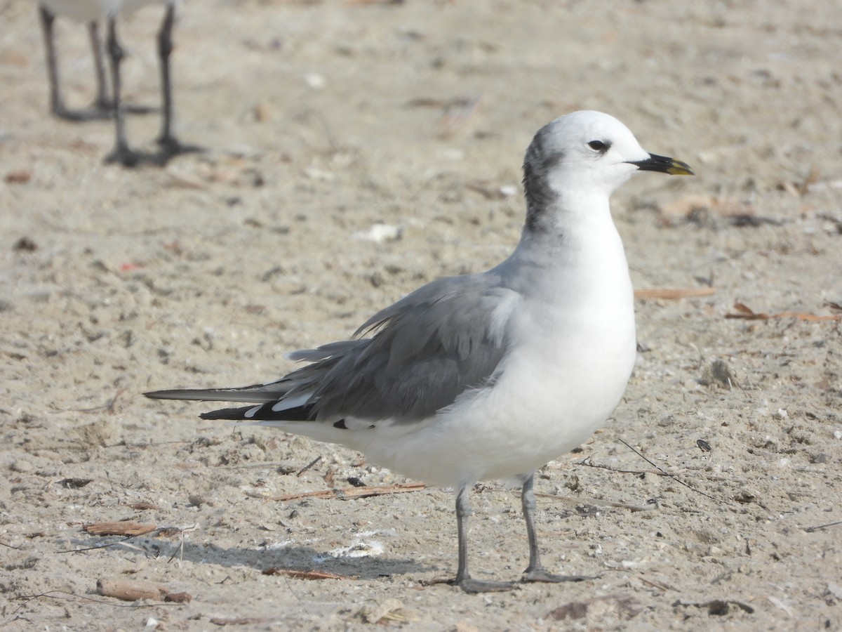 Sabine's Gull - ML645658193