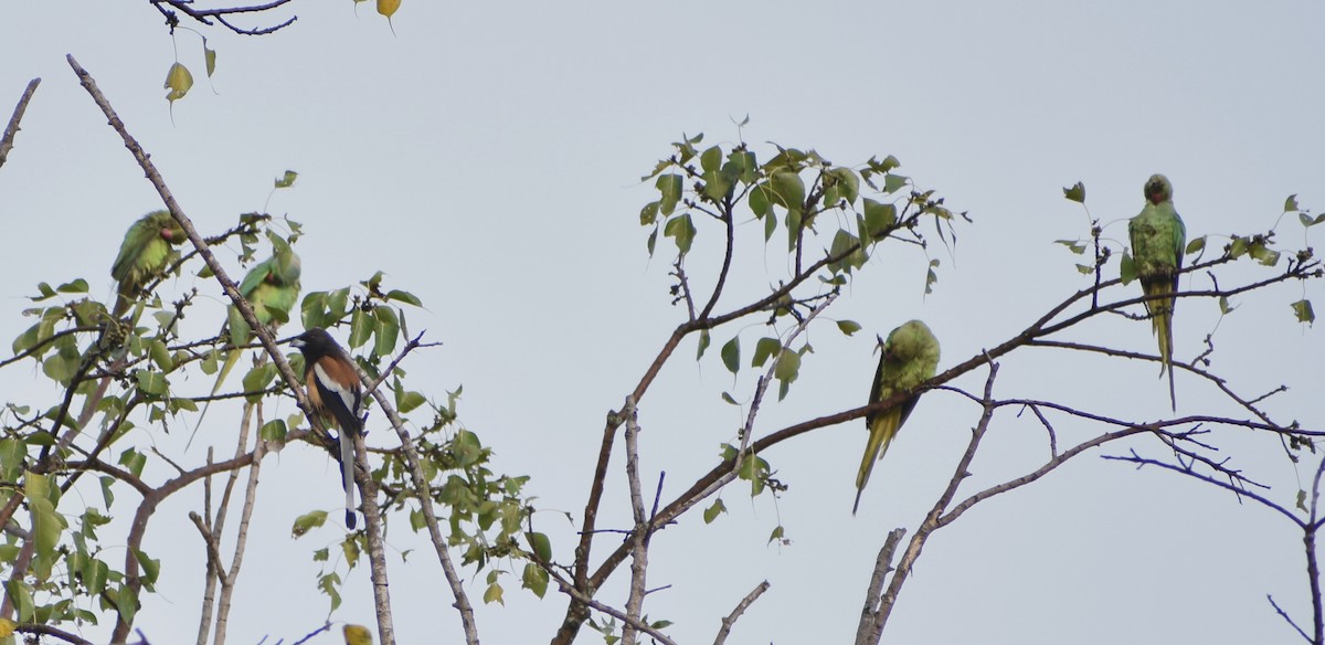 Rufous Treepie - ML645658195