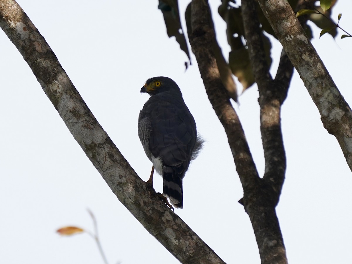 Roadside Hawk - ML645658196
