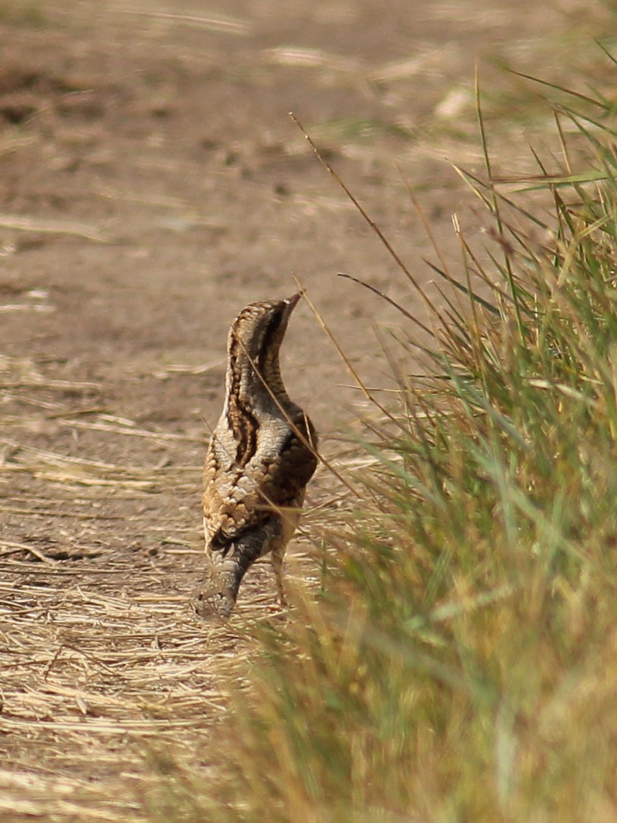 Eurasian Wryneck - ML645658198